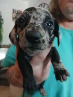 Ozzy, a male Miniature Dachshund for sale in Rainbow City, AL – Photo 2 of 10