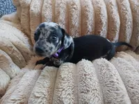 Ozzy, a male Miniature Dachshund for sale in Rainbow City, AL – Photo 4 of 10