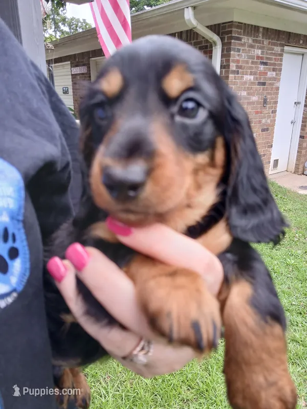 Jackson - Long hair, a male Miniature Dachshund for sale in Rainbow City, AL – 1 of 10