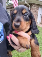 Jackson - Long hair, a male Miniature Dachshund for sale in Rainbow City, AL – 1 of 10