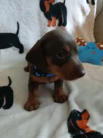 Colt, a male Miniature Dachshund for sale in Rainbow City, AL – 2 of 9