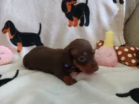 Kimber, a female Miniature Dachshund for sale in Rainbow City, AL – 7 of 10