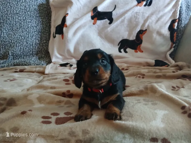 Maverick long hair – Miniature Dachshund puppy for sale in Rainbow City, AL