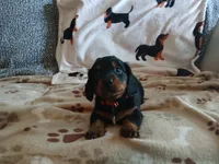 Maverick long hair, a male Miniature Dachshund for sale in Rainbow City, AL – 1 of 10