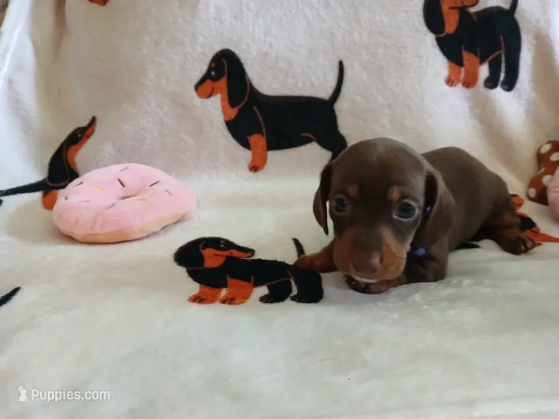 Kimber – Miniature Dachshund puppy for sale in Rainbow City, AL