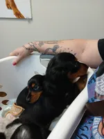 Jackson - Long hair, a male Miniature Dachshund for sale in Rainbow City, AL – 7 of 10