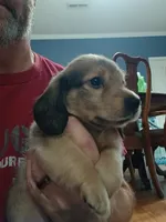 Sawyer AKC male, a male Miniature Dachshund for sale in Rainbow City, AL – 7 of 9