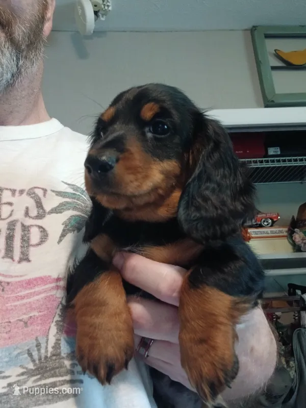 Jackson - Long hair – Miniature Dachshund puppy for sale in Rainbow City, AL