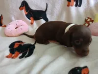 Remy, a female Miniature Dachshund for sale in Rainbow City, AL – 3 of 10