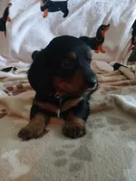 Maverick long hair, a male Miniature Dachshund for sale in Rainbow City, AL – 10 of 10