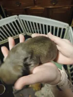 Clyde, a male Miniature Dachshund for sale in Rainbow City, AL – 5 of 5