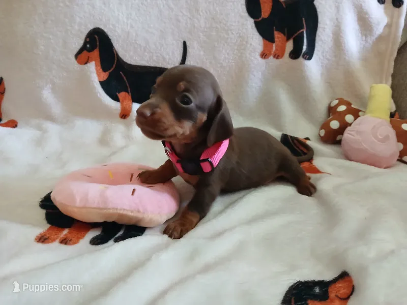 Winnie the Runt – Miniature Dachshund puppy for sale in Rainbow City, AL