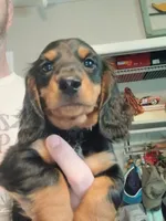 Jackson - Long hair, a male Miniature Dachshund for sale in Rainbow City, AL – 8 of 10
