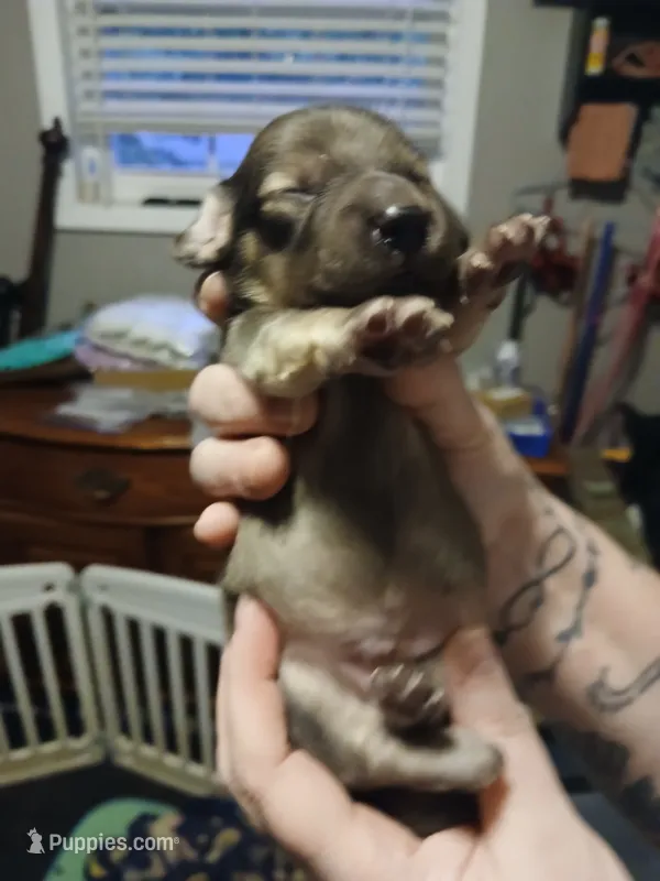 Clyde – Miniature Dachshund puppy for sale in Rainbow City, AL