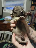 Clyde, a male Miniature Dachshund for sale in Rainbow City, AL – 1 of 5