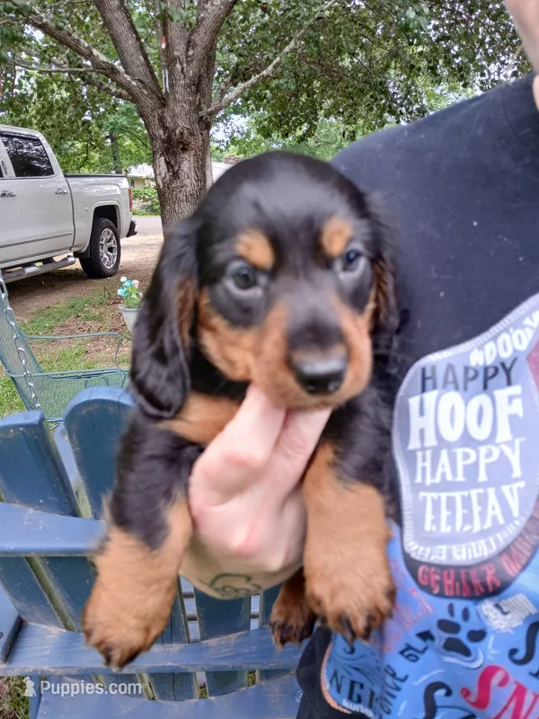 Maverick long hair – Miniature Dachshund puppy for sale in Rainbow City, AL