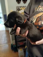 Michael, a male Miniature Dachshund for sale in Rainbow City, AL – Photo 5 of 9