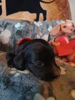 Michael, a male Miniature Dachshund for sale in Rainbow City, AL – Photo 1 of 9