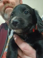 Blaze, a male Miniature Dachshund for sale in Rainbow City, AL – Photo 7 of 10
