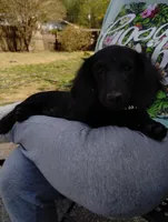 Michael, a male Miniature Dachshund for sale in Rainbow City, AL – Photo 6 of 9