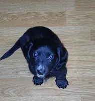Blaze, a male Miniature Dachshund for sale in Rainbow City, AL – Photo 6 of 10