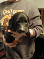 Michael, a male Miniature Dachshund for sale in Rainbow City, AL – Photo 4 of 9
