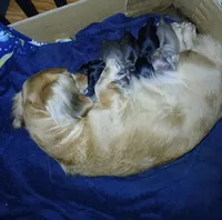 Michael, a male Miniature Dachshund for sale in Rainbow City, AL – Photo 7 of 9