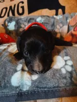 Michael, a male Miniature Dachshund for sale in Rainbow City, AL – Photo 2 of 9