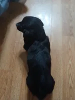 Michael, a male Miniature Dachshund for sale in Rainbow City, AL – Photo 9 of 9