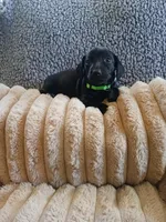 Hunter, a male Miniature Dachshund for sale in Rainbow City, AL – Photo 5 of 10