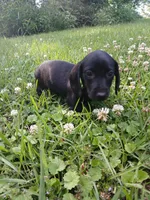 Hunter   🖤 short hair, a male Miniature Dachshund for sale in Rainbow City, AL – Photo 8 of 8