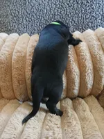 Hunter, a male Miniature Dachshund for sale in Rainbow City, AL – Photo 4 of 10