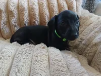 Hunter, a male Miniature Dachshund for sale in Rainbow City, AL – Photo 2 of 10