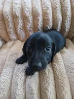 Hunter, a male Miniature Dachshund for sale in Rainbow City, AL – Photo 3 of 10