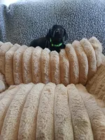 Hunter, a male Miniature Dachshund for sale in Rainbow City, AL – Photo 10 of 10