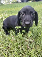 Hunter   🖤 short hair, a male Miniature Dachshund for sale in Rainbow City, AL – Photo 1 of 8