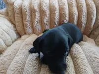 Hunter, a male Miniature Dachshund for sale in Rainbow City, AL – Photo 7 of 10