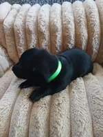 Hunter, a male Miniature Dachshund for sale in Rainbow City, AL – Photo 8 of 10