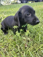 Hunter   🖤 short hair, a male Miniature Dachshund for sale in Rainbow City, AL – Photo 7 of 8