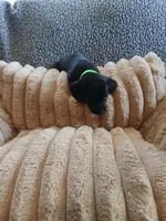 Hunter, a male Miniature Dachshund for sale in Rainbow City, AL – Photo 9 of 10