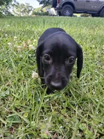 Hunter   🖤 short hair, a male Miniature Dachshund for sale in Rainbow City, AL – Photo 6 of 8