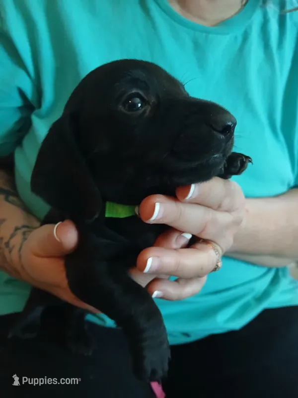 Hunter – Miniature Dachshund puppy for sale in Rainbow City, AL