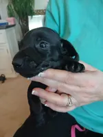 Hunter, a male Miniature Dachshund for sale in Rainbow City, AL – Photo 6 of 10