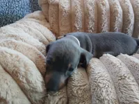 Blu, a male Miniature Dachshund for sale in Rainbow City, AL – Photo 6 of 10