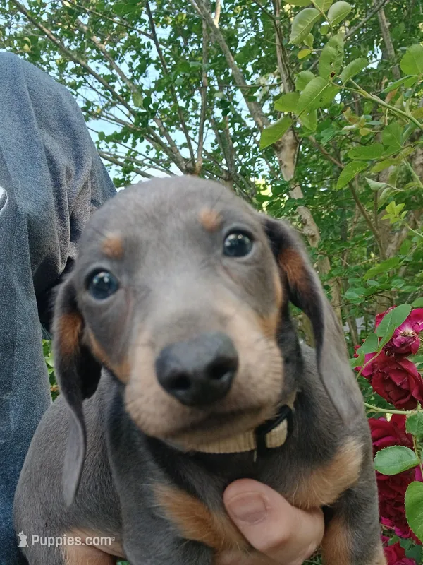 Beemer 💙  – Miniature Dachshund puppy for sale in Rainbow City, AL