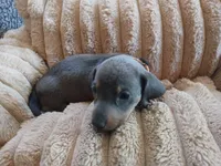 Blu, a male Miniature Dachshund for sale in Rainbow City, AL – Photo 7 of 10