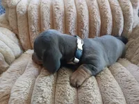 Blu, a male Miniature Dachshund for sale in Rainbow City, AL – Photo 9 of 10