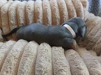 Blu, a male Miniature Dachshund for sale in Rainbow City, AL – Photo 2 of 10