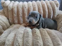 Blu, a male Miniature Dachshund for sale in Rainbow City, AL – Photo 8 of 10