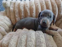 Blu, a male Miniature Dachshund for sale in Rainbow City, AL – Photo 10 of 10